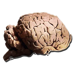 Cérebro de Alossauro