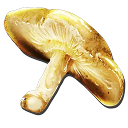 Champignon doré